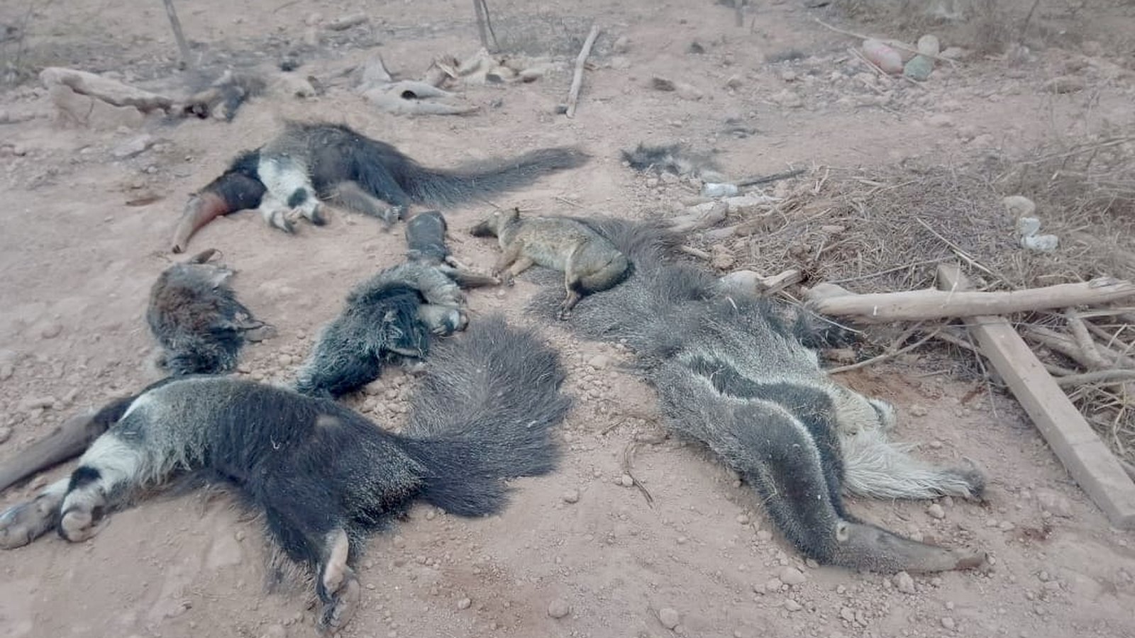 Several drowned wild animals, including four giant anteaters, on the ground beside the canal