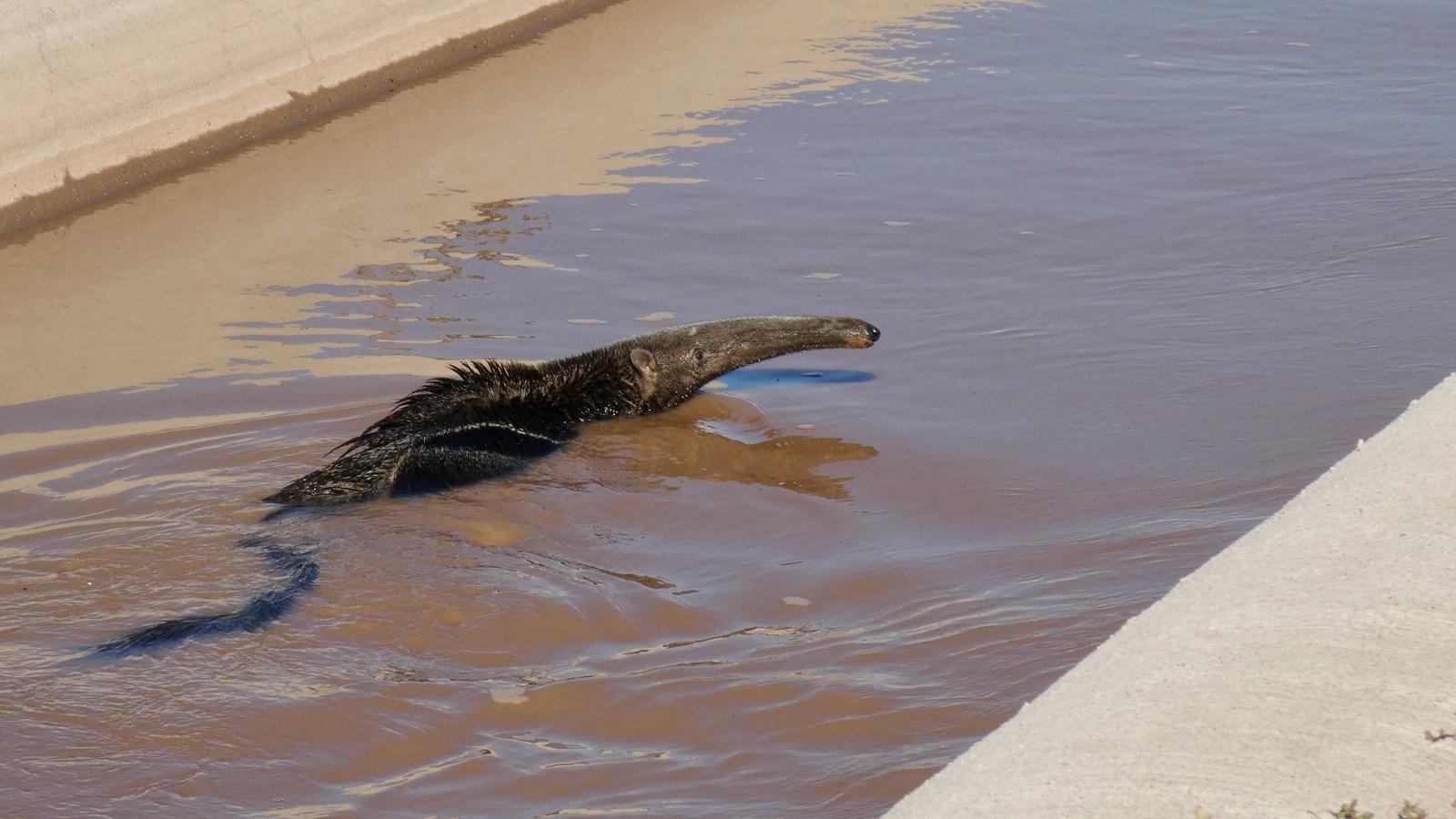 A giant anteater swims inside the canal, snout above the water