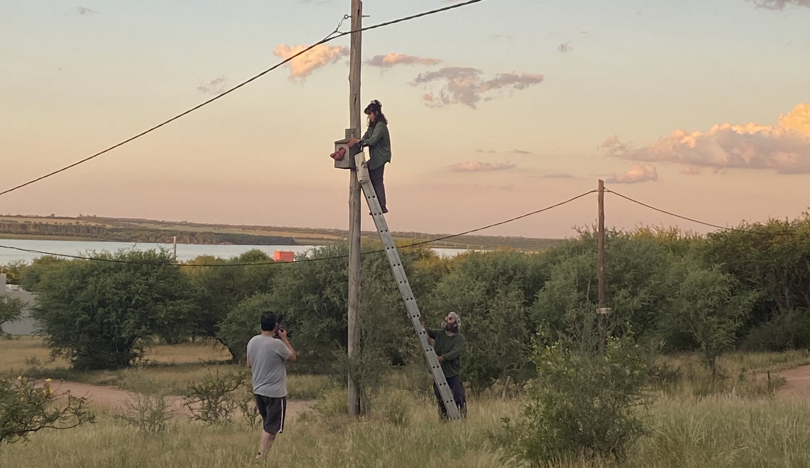 Revisión de una caja nido instalada en un poste, al atardecer: una integrante del equipo arriba de la escalera y dos más abajo