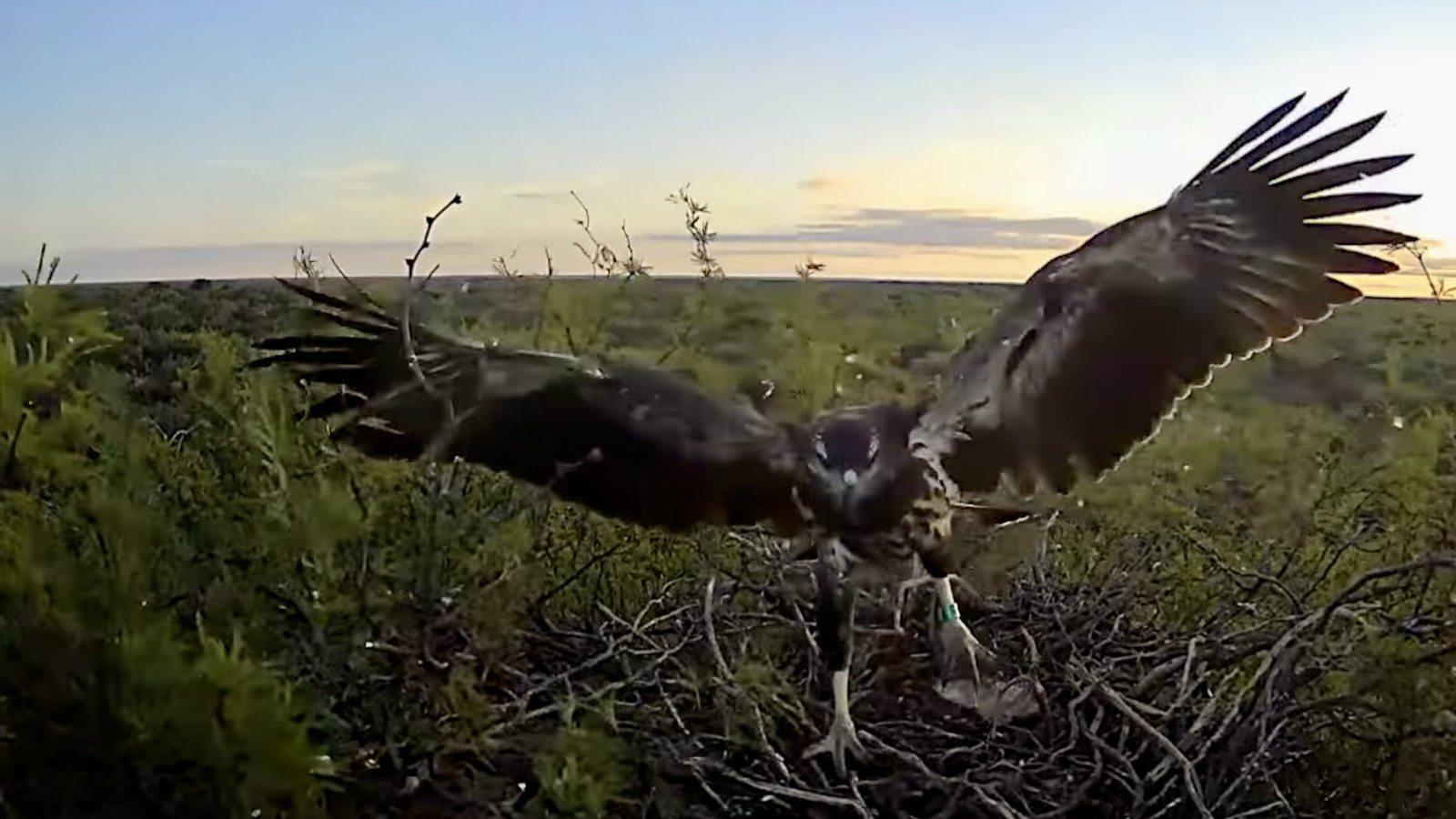 Yupanqui with wings spread over the nest