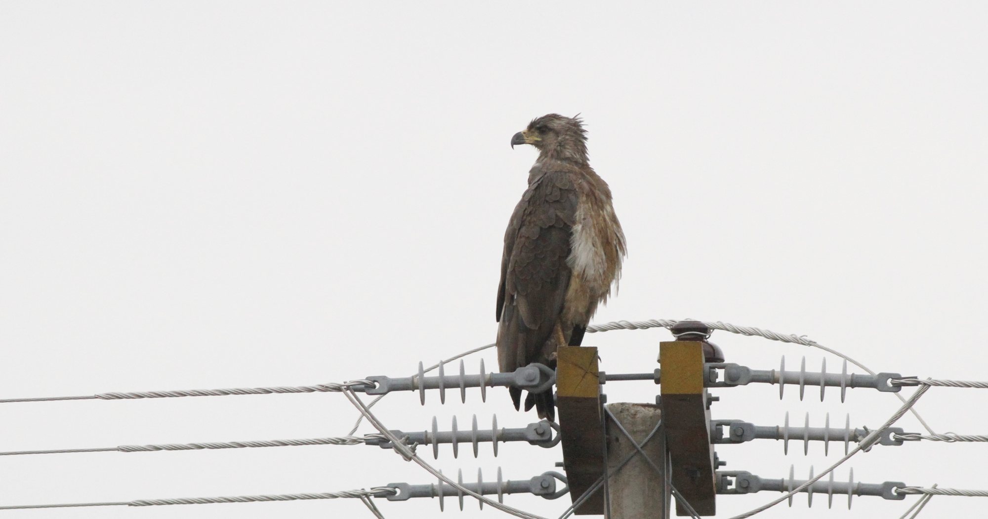 Águila coronada o del Chaco posada sobre un poste de tendido eléctrico