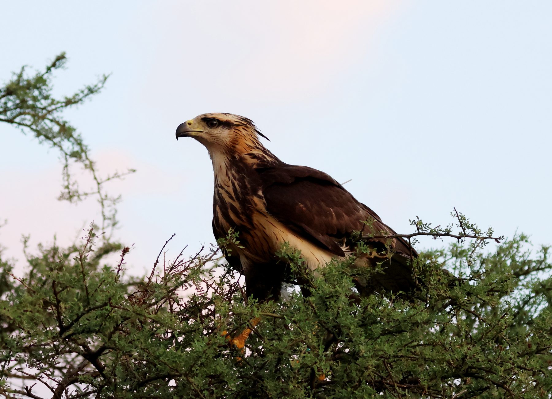 Un águila coronada o del Chaco juvenil posada en lo alto de un árbol