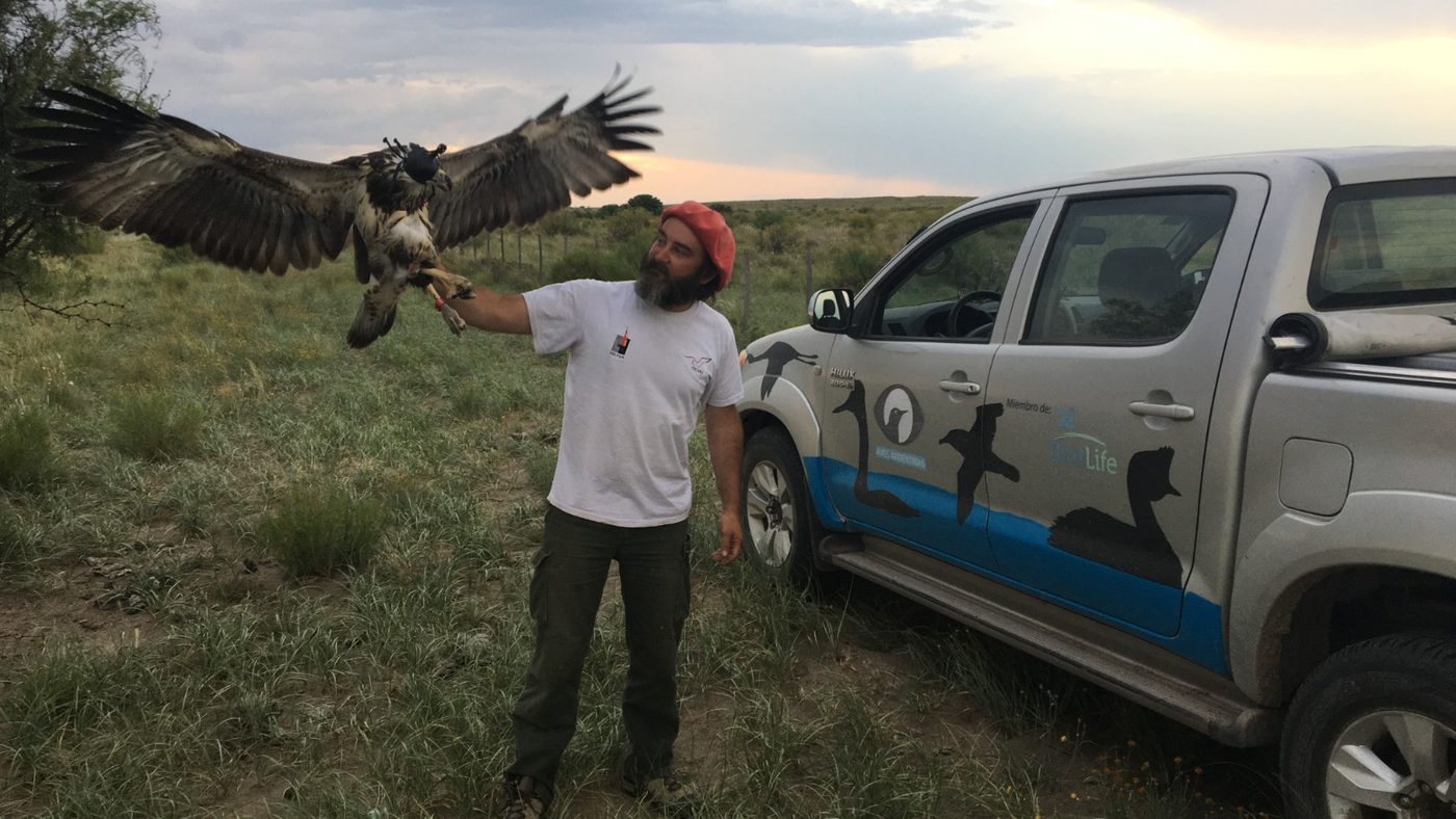 A researcher releases a Chaco Eagle fitted with a transmitter