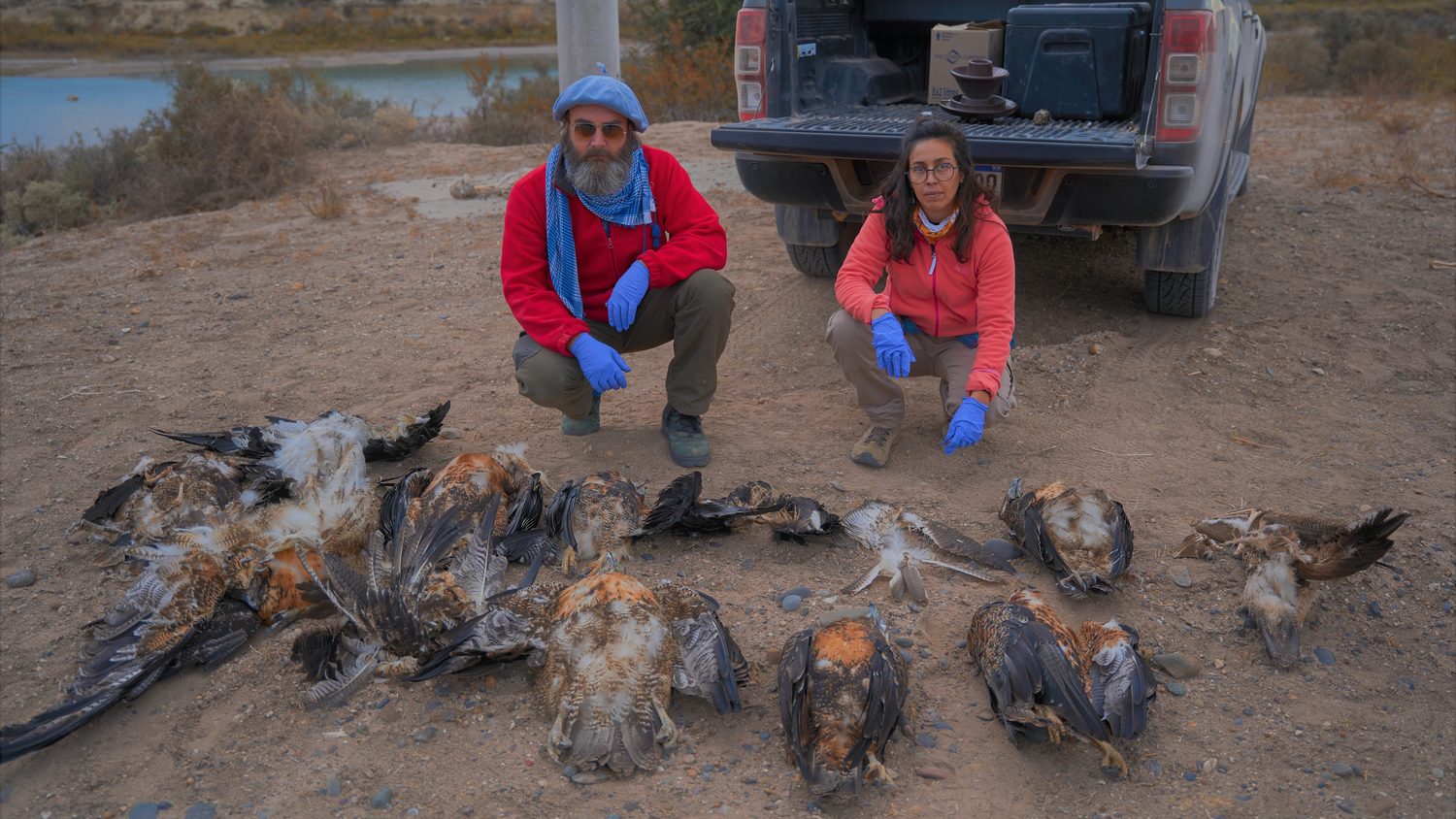Electrocuted raptors collected under a single power line